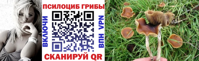 kraken рабочий сайт  Сусуман  Галлюциногенные грибы Psilocybe 